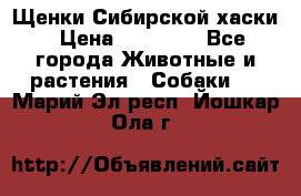 Щенки Сибирской хаски › Цена ­ 18 000 - Все города Животные и растения » Собаки   . Марий Эл респ.,Йошкар-Ола г.